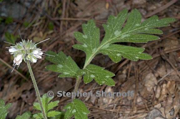 hydrophyllum occidentale 3 graphic